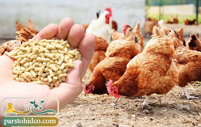 تأثیر کنسانتره بر سلامت طیور 